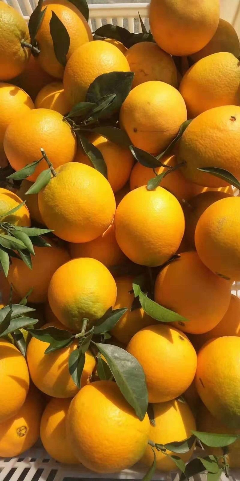 【推荐】湖北纽荷尔脐橙甜蜜多汁供应市场商超电商量大价优
