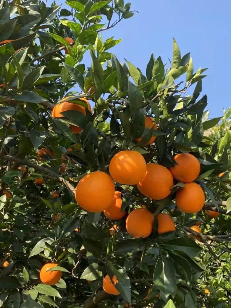 【推荐】湖北纽荷尔脐橙甜蜜多汁供应市场商超电商量大价优