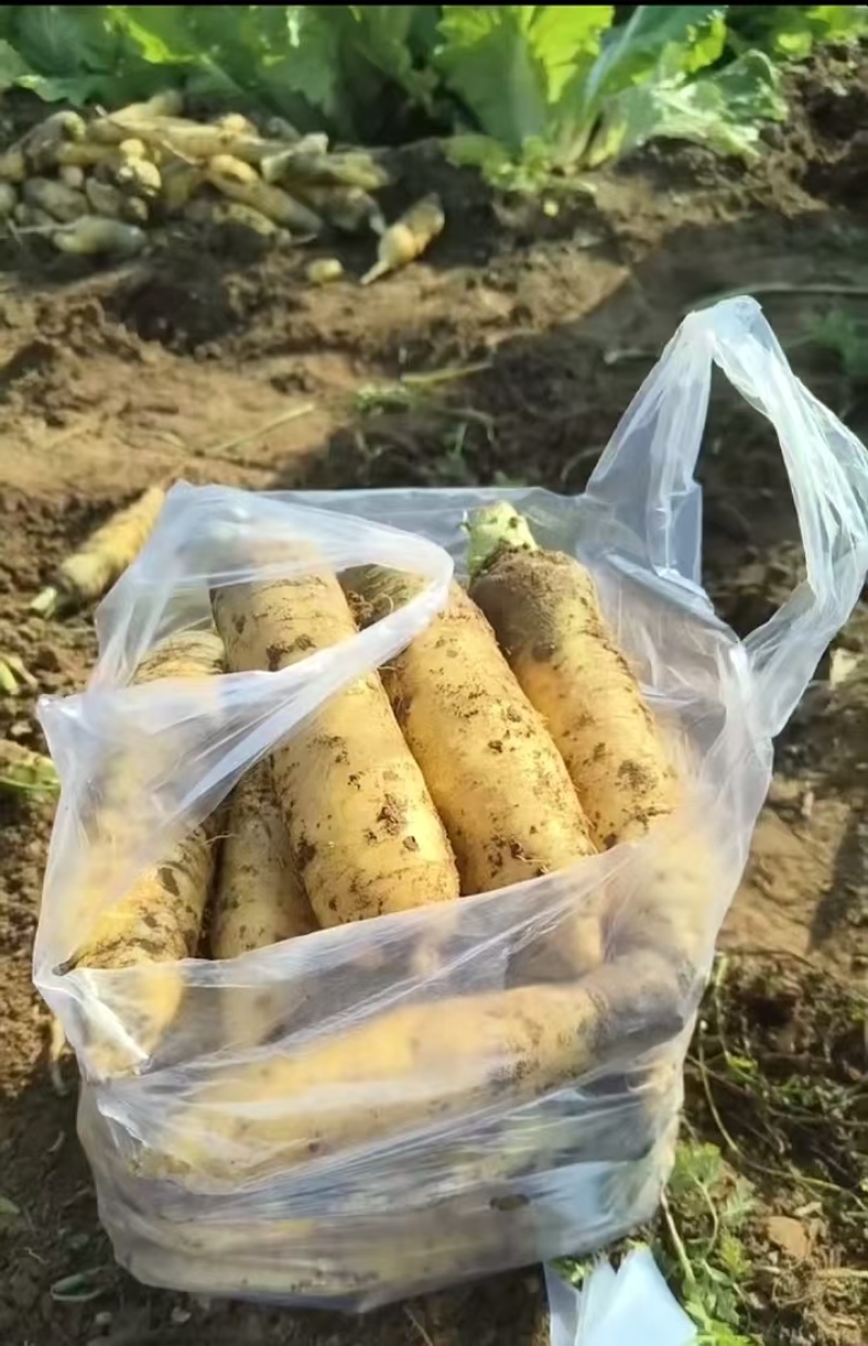胡萝卜需要的老板联系