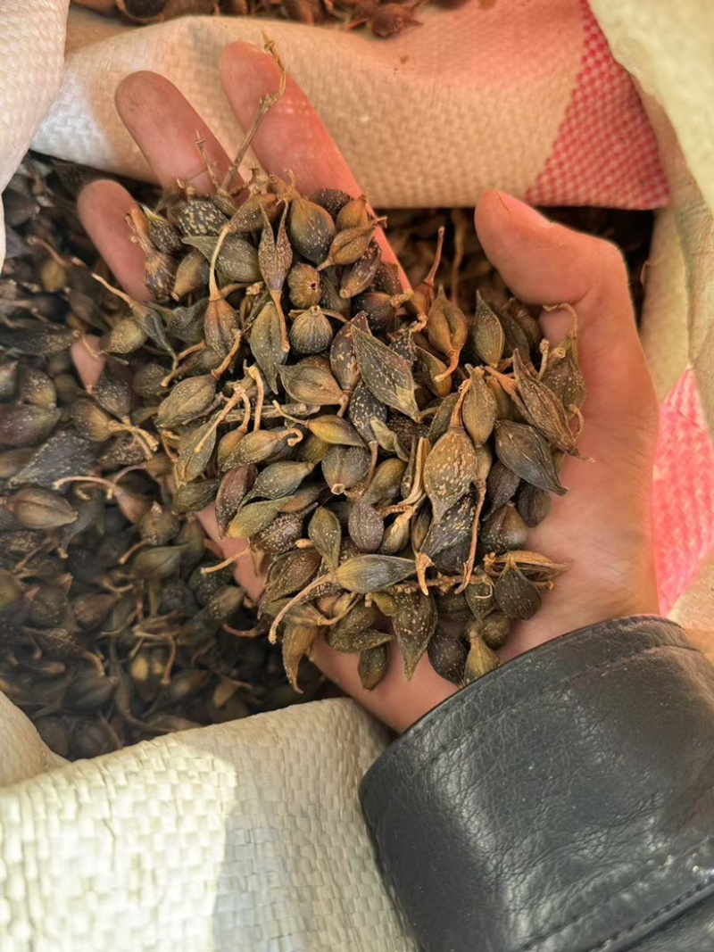 连翘青连翘水煮青翘实拍现货发货如图青翘