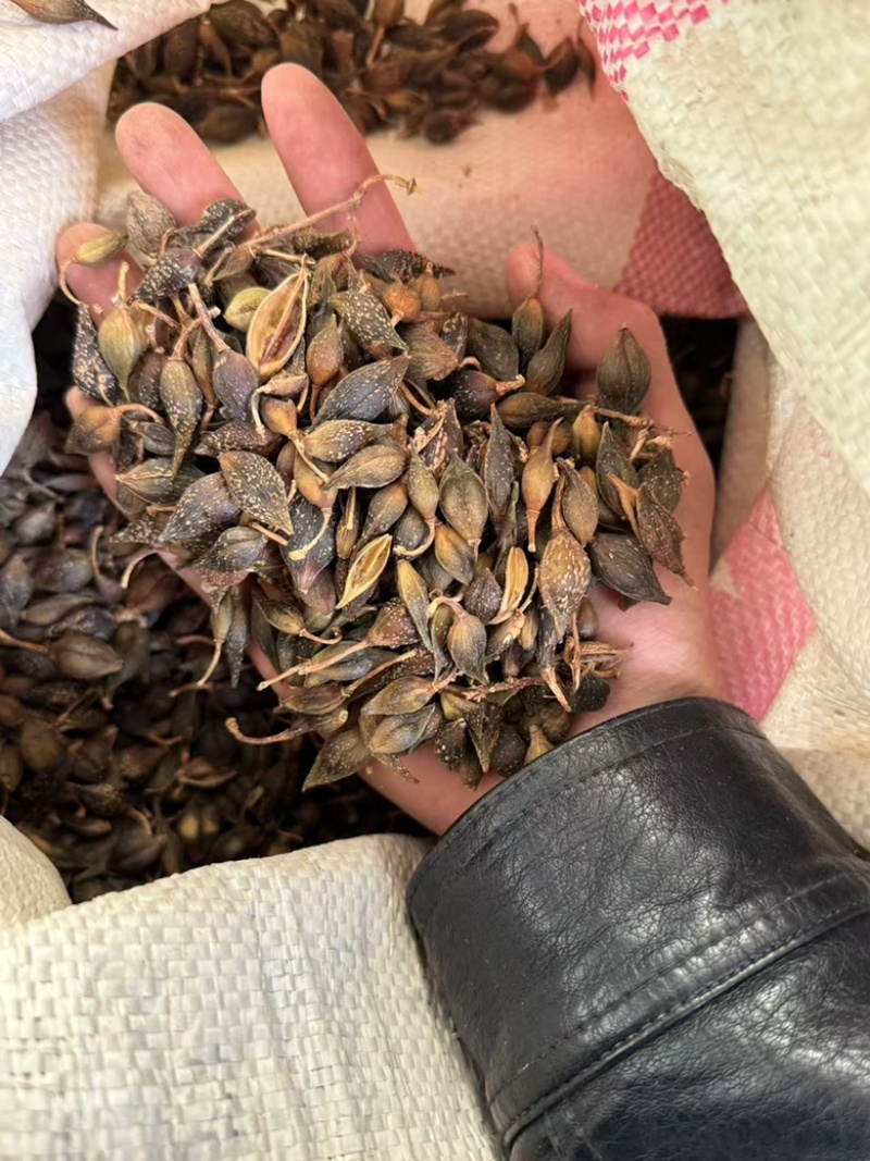 连翘青连翘水煮青翘实拍现货发货如图青翘