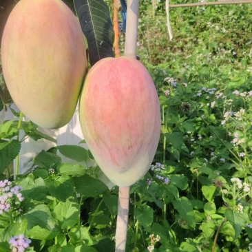 攀枝花换袋晚熟凯特芒果大量供应对接全国批发市场