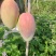 攀枝花换袋晚熟凯特芒果大量供应对接全国批发市场