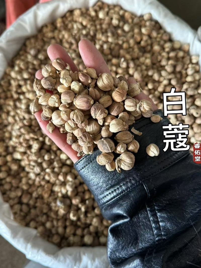 白蔻白豆蔻现货实拍干货发货如图白扣
