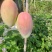 攀枝花换袋晚熟凯特芒果大量供应对接全国批发市场
