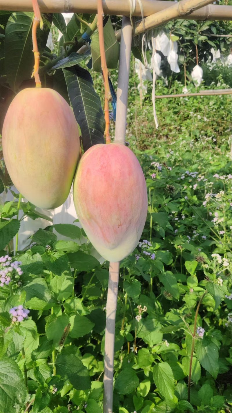 攀枝花换袋晚熟凯特芒果大量供应对接全国批发市场