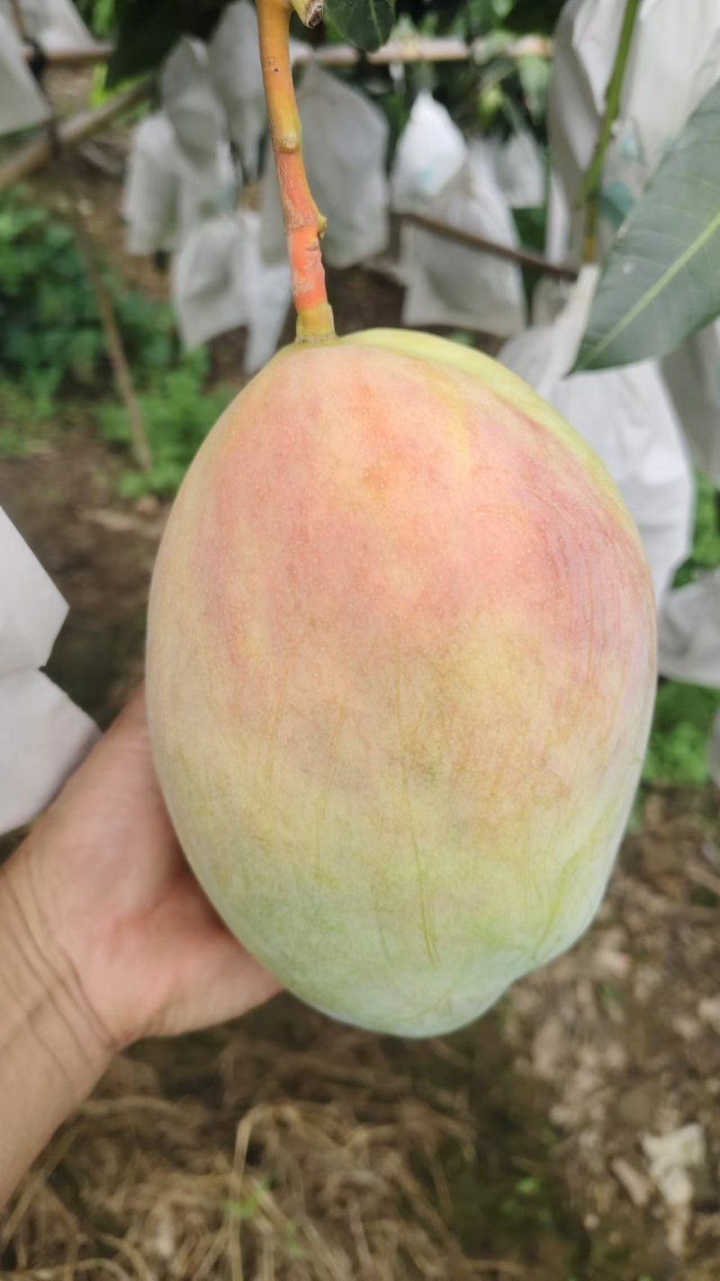 攀枝花换袋晚熟凯特芒果大量供应对接全国批发市场