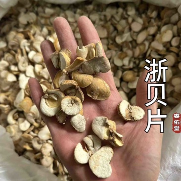 贝母浙贝浙贝母浙贝片大贝大贝片实拍现货贝母片