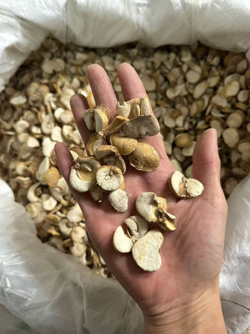 贝母浙贝浙贝母浙贝片大贝大贝片实拍现货贝母片