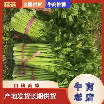 精品芹菜，通许产地发货，整车走货量大从优，欢迎合作洽谈
