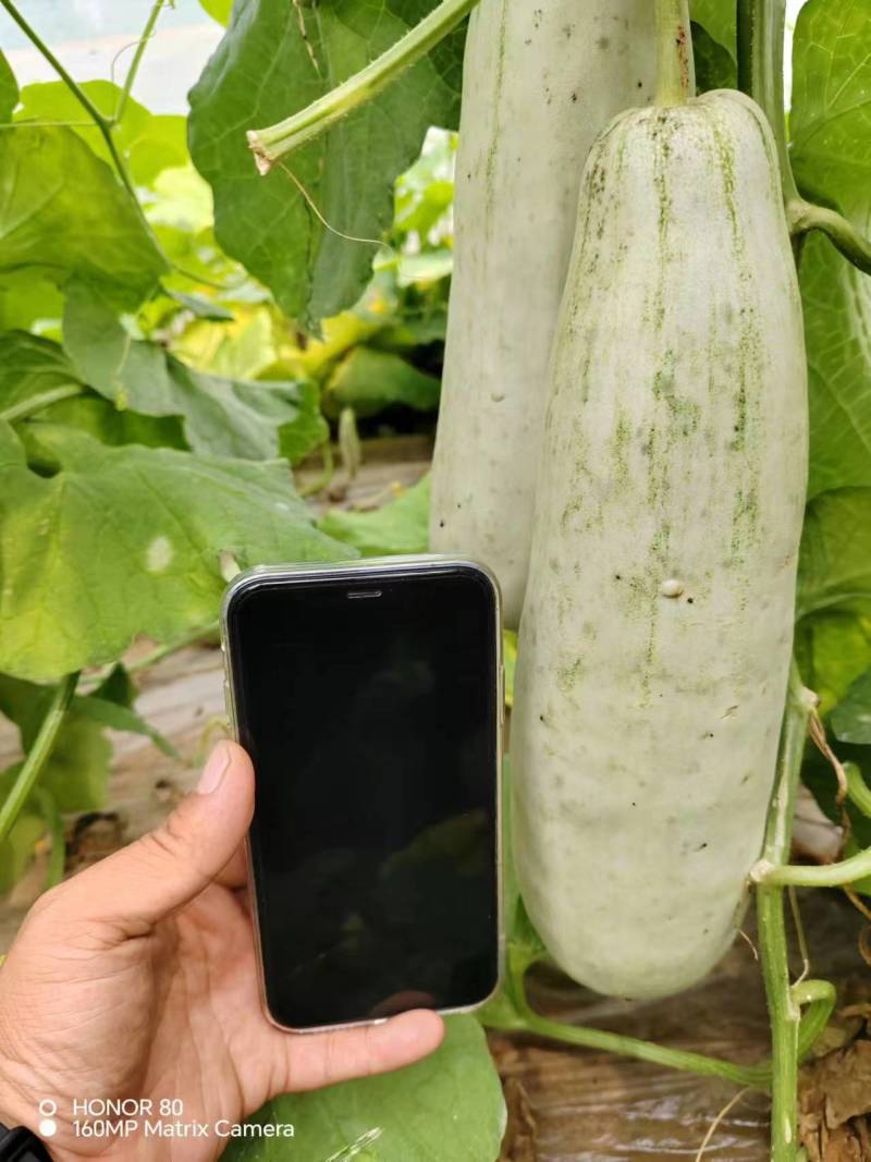 嫁接羊角蜜苗
