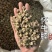 怀牛膝牛膝牛夕实拍发货如图过8个筛怀牛膝现货