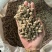 怀牛膝牛膝牛夕实拍发货如图过8个筛怀牛膝现货