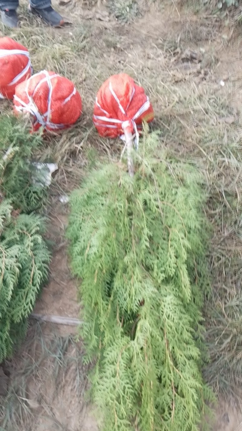 土球侧柏