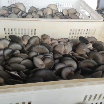 山东聊城新鲜平菇，质量保证，大量供货，量大优惠
