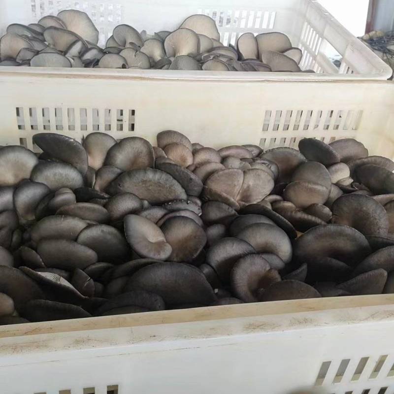 山东聊城新鲜平菇，质量保证，大量供货，量大优惠