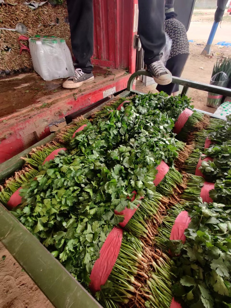 【精品推荐】优质大叶香菜商超品质常年发往山西北京陕西辽宁