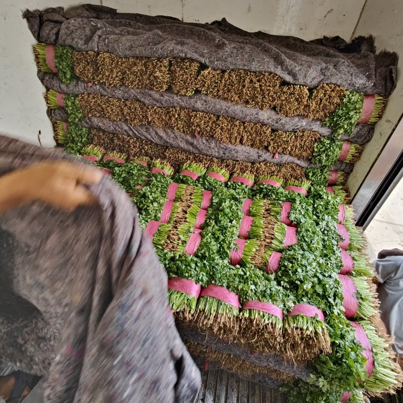 【精品推荐】优质大叶香菜商超品质常年发往山西北京陕西辽宁