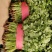 【精品推荐】优质大叶香菜商超品质常年发往山西北京陕西辽宁