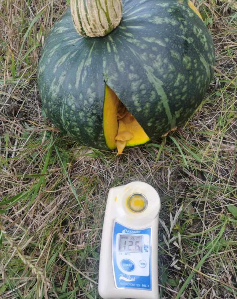 南瓜块，冷冻南瓜块
