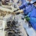 鳝鱼段去头去内脏黄鳝鲜活宰杀黄鳝片鳝鱼丝炖汤鳝鱼