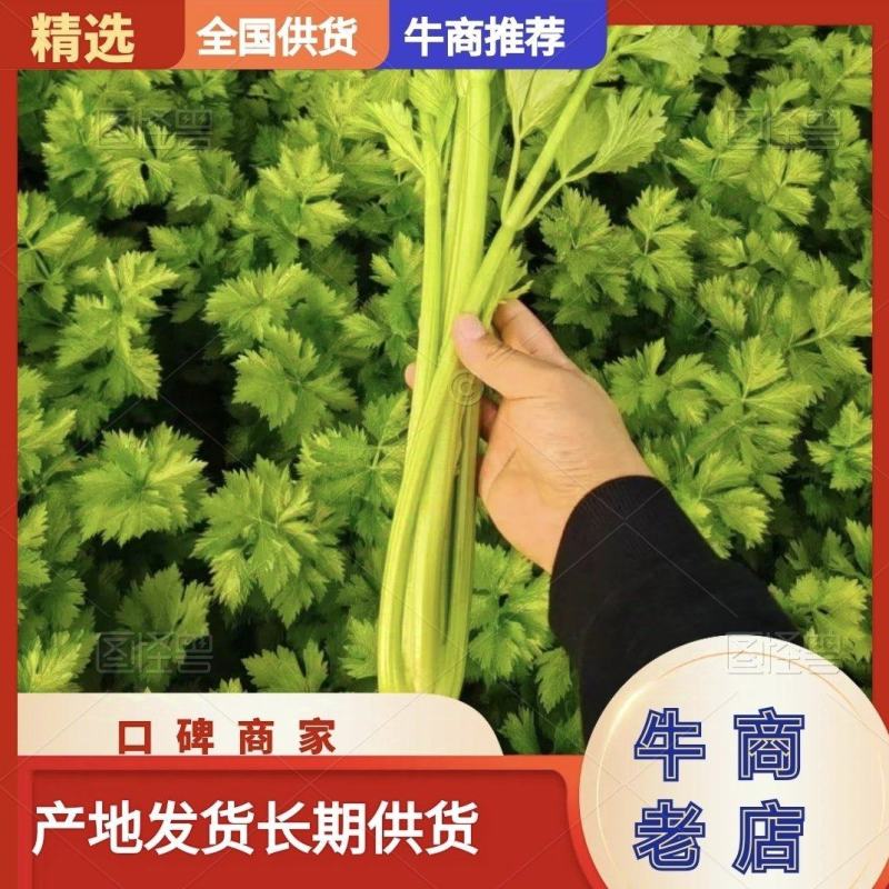 通许精品芹菜，香芹基地发货，西芹剁头装车整车走货量大从