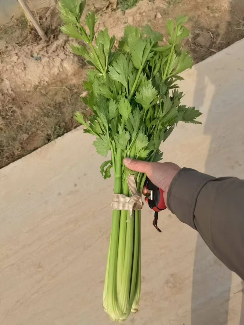 通许精品芹菜，香芹基地发货，西芹剁头装车整车走货量大从