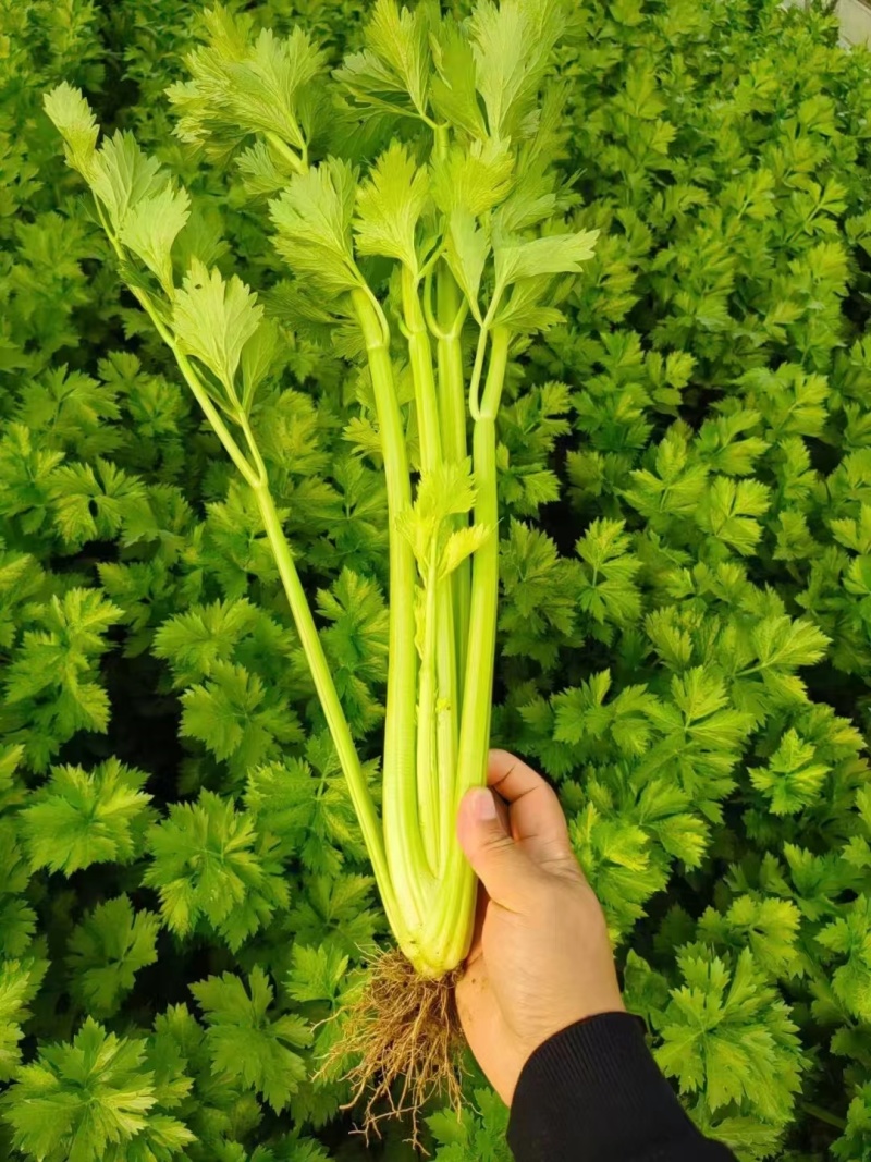 通许精品芹菜，香芹基地发货，西芹剁头装车整车走货量大从