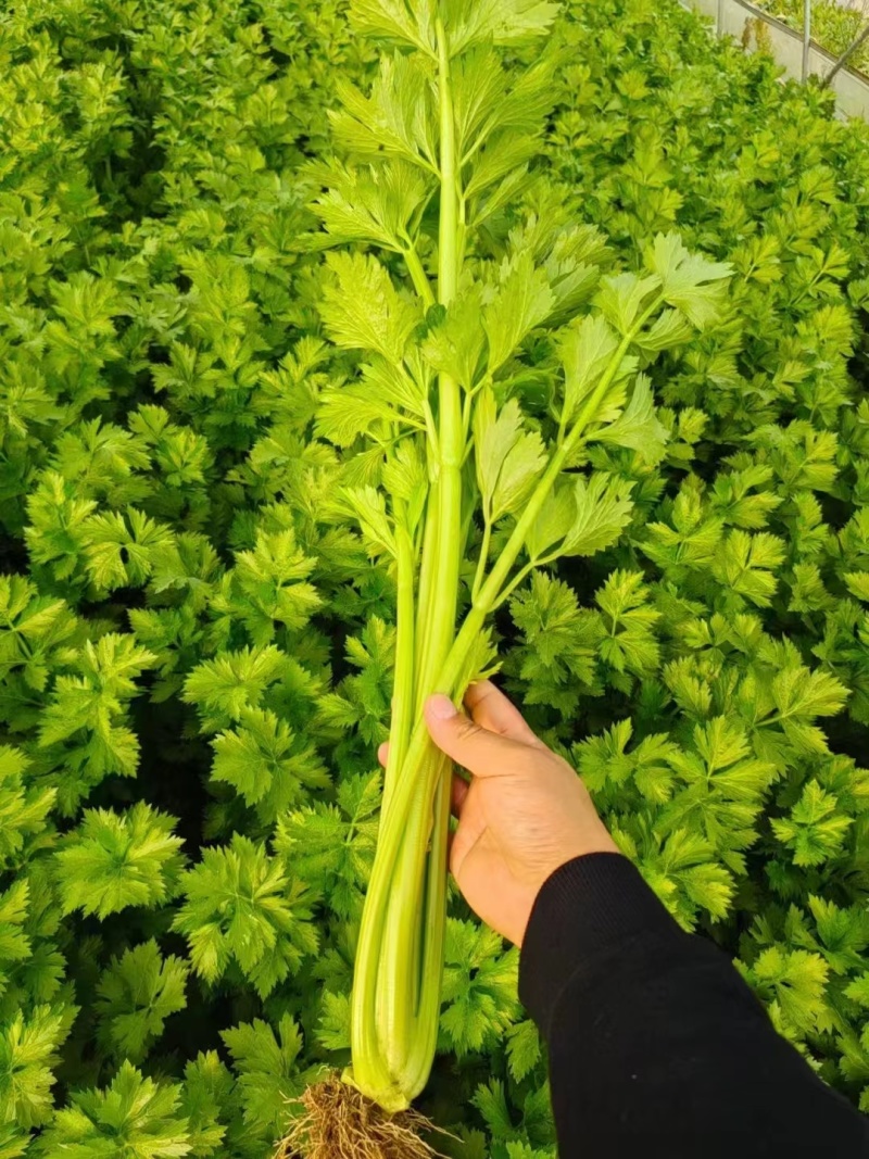 通许精品芹菜，香芹基地发货，西芹剁头装车整车走货量大从