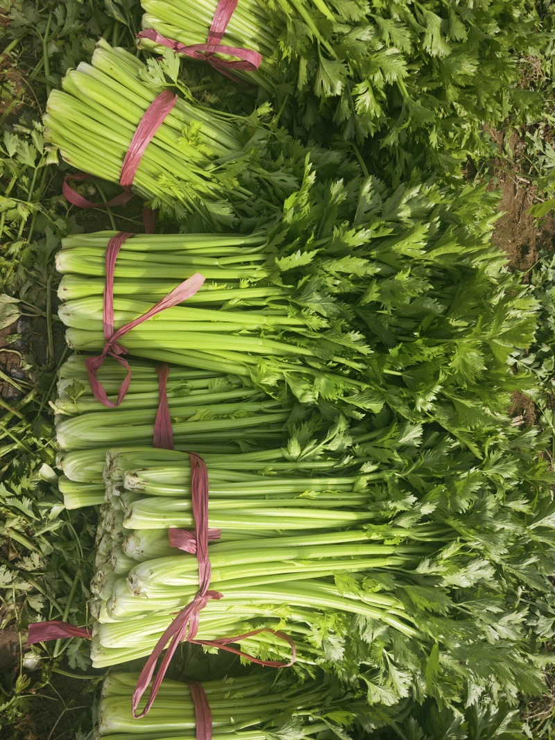 通许精品芹菜，香芹基地发货，西芹剁头装车整车走货量大从