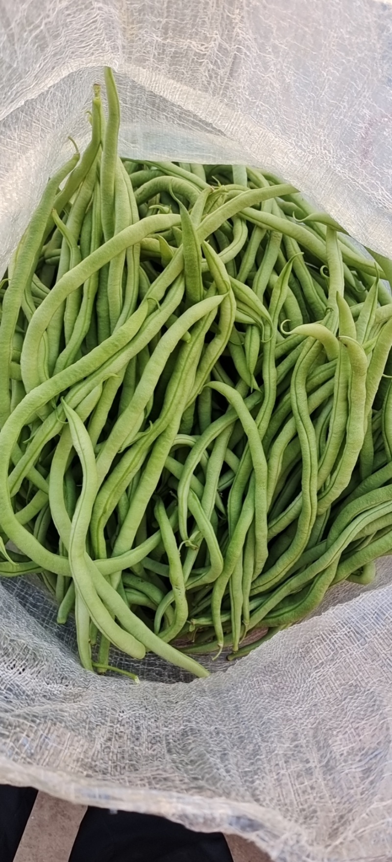 无筋豆