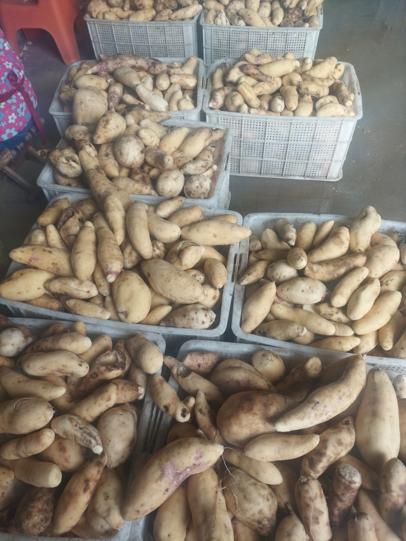 湖北省宜城市半成品黑芝麻红薯片红薯干常年大量供应
