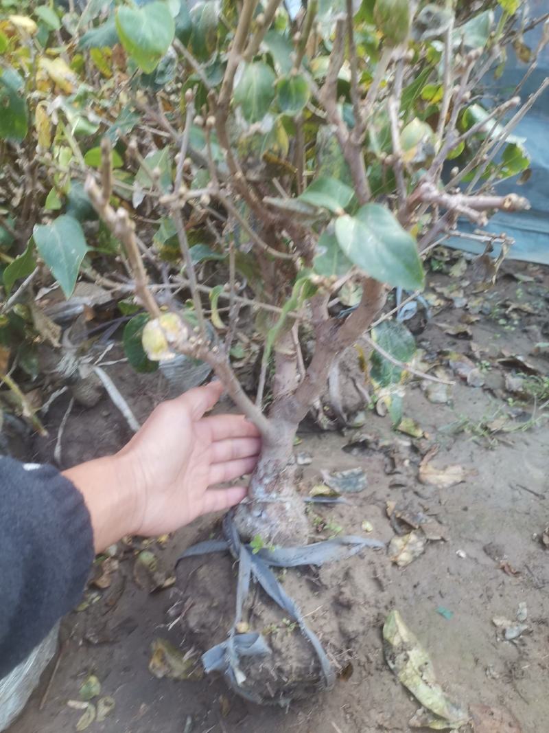 腊梅花盆栽盆景，素心腊梅