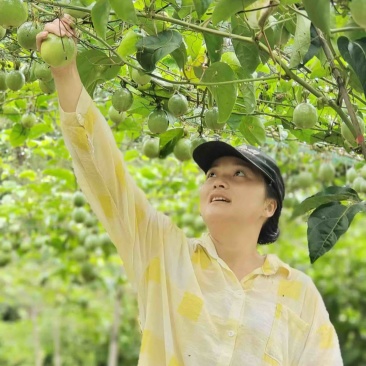百香果种植大户产地直发一件代发电商零售礼盒48小时内发货