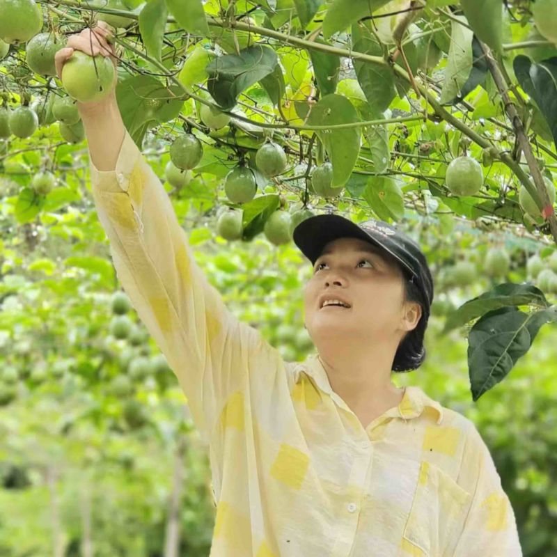 百香果种植大户产地直发一件代发电商零售礼盒48小时内发货