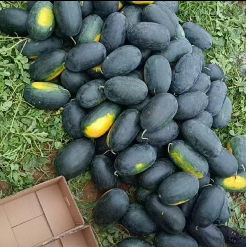 黑美人西瓜大量现货一手货源保质保量对接电商市场