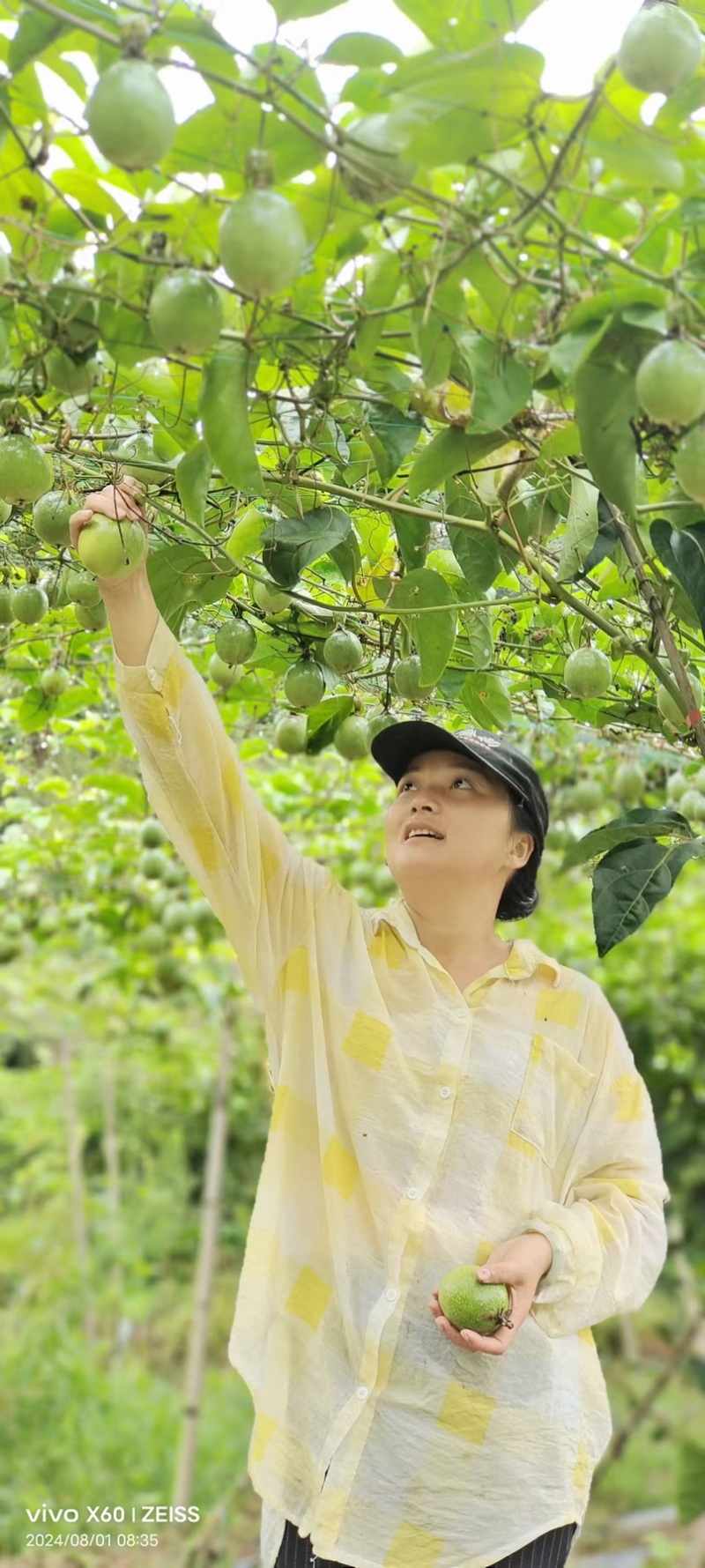 百香果种植大户产地直发一件代发电商零售礼盒48小时内发货