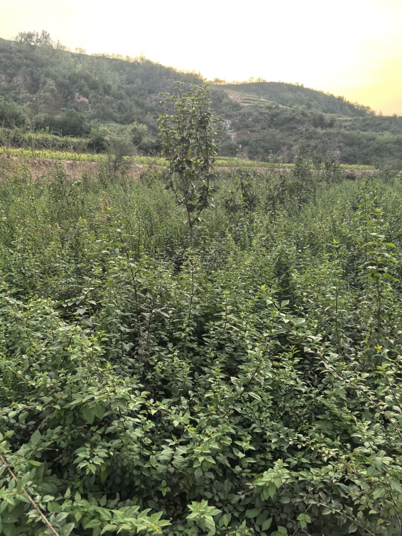 连翘苗，规格齐全，价格齐全，几百万棵苗，自己家基地种植！