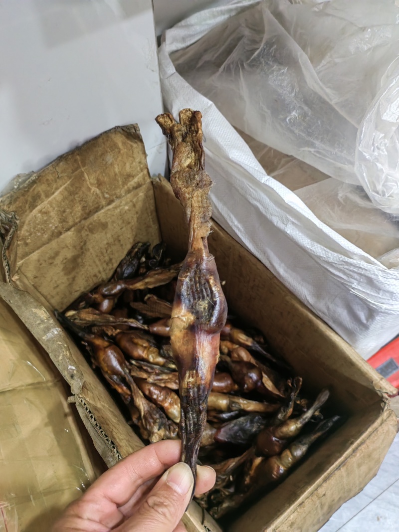 狗鞭泡酒