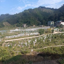 新鲜广西金桔，酸甜可口，健康美味，**特惠，快来选购！