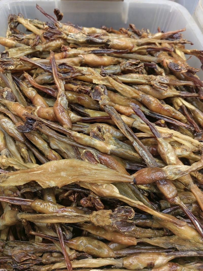 狗鞭泡酒
