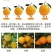 脐橙一件代发电商零售种植大户顺丰包邮货源充足