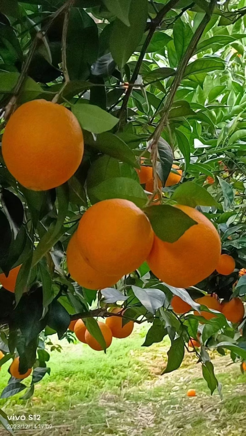 脐橙一件代发电商零售种植大户顺丰包邮货源充足