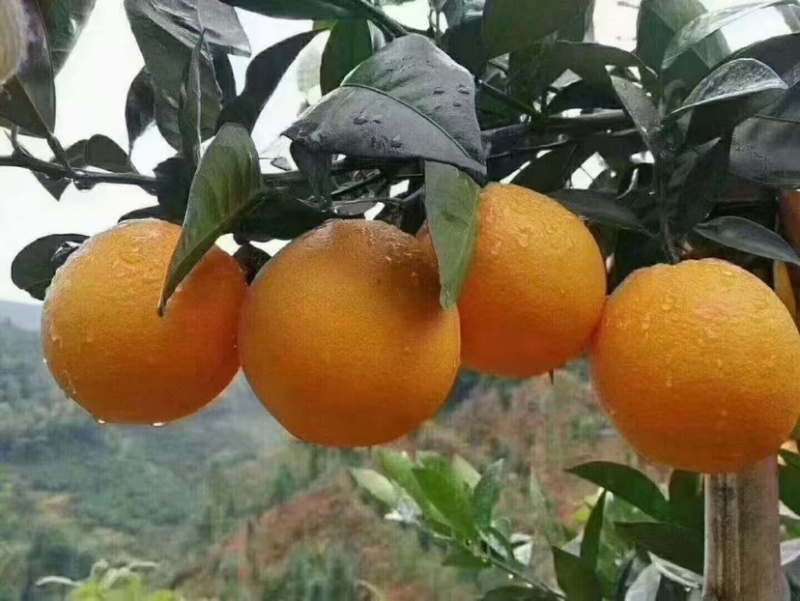脐橙一件代发电商零售种植大户顺丰包邮货源充足