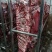 全牛部位鲜肉国产清真屠宰手续齐全