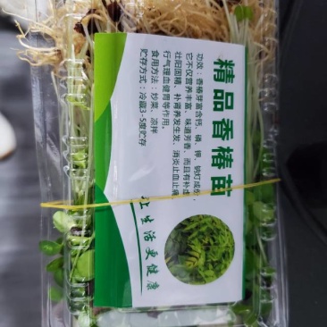 新鲜香椿芽苗菜香椿苗2两装一件（盒）