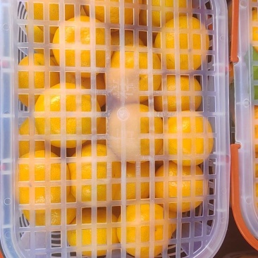 精品蜜桔果篮