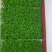 新鲜香椿芽苗菜香椿苗2两装一件（盒）