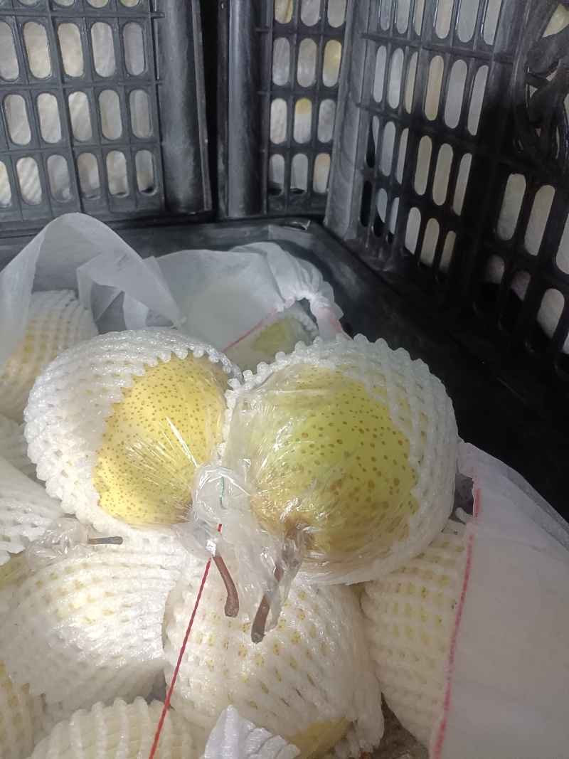 我出生产基地冷库膜袋鸭梨开始出库中，价格优惠，诚信经营
