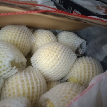 我出生产基地冷库膜袋鸭梨开始出库中，价格优惠，诚信经营